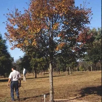 thumbnail for publication: Acer rubrum 'Gerling': 'Gerling' Red Maple